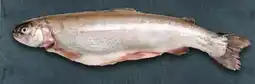 Handelshof Lachs Forelle Angebot