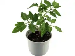 OBI Grow By Obi Tomate Harzfeuer Angebot