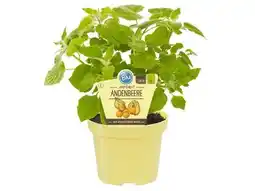 OBI Blu Andenbeere Angebot
