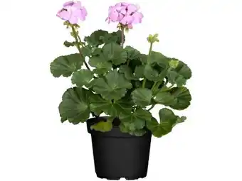 OBI Stehende Geranien Angebot