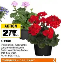OBI Geranie Angebot