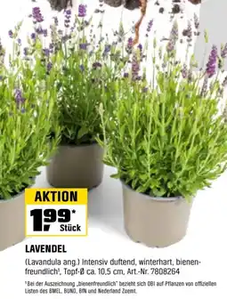 OBI Lavendel Angebot