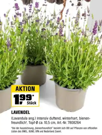 OBI Lavendel Angebot