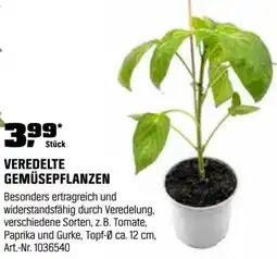 OBI Veredelte gemüsepflanzen Angebot