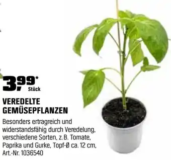 OBI Veredelte gemüsepflanzen Angebot