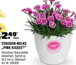 OBI Stauden-nelke ,,pink kisses" Angebot