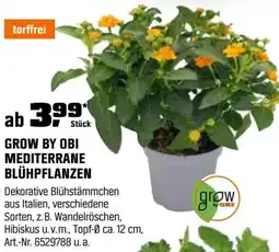 OBI Grow by obi mediterrane blühpflanzen Angebot