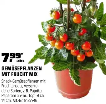 OBI Gemüsepflanzen mit frucht mix Angebot