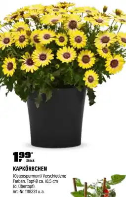 OBI Kapkörbchen Angebot