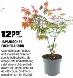 OBI Japanischer fächerahorn Angebot