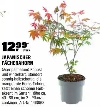 OBI Japanischer fächerahorn Angebot
