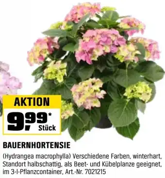 OBI Bauernhortensie Angebot