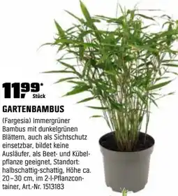 OBI Gartenbambus Angebot