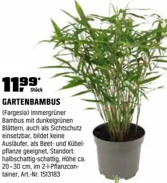 OBI Gartenbambus Angebot