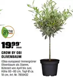 OBI Grow by obi olivenbaum Angebot