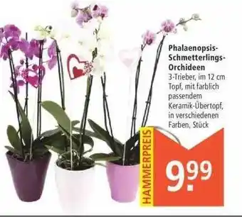 Marktkauf Phalaenopsis Schmetterlings Orchideen Angebot