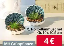 Woolworth Porzellanmuschel Angebot
