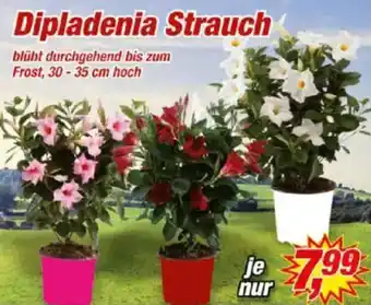 Posten Börse Dipladenia Strauch Angebot