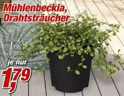 Posten Börse Mühlenbeckia, Drahtsträucher Angebot
