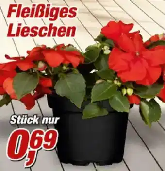 Posten Börse Fleißiges Lieschen Angebot