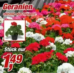 Posten Börse Geranien Angebot