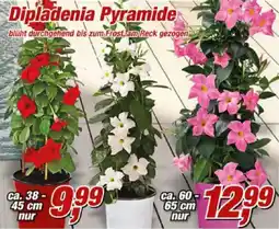 Posten Börse Dipladenia Pyramide Angebot
