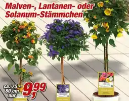 Posten Börse Malven-, Lantanen- oder Solanum-Stämmchen Angebot