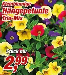 Posten Börse Kleinblumige Hängepetunie Trio-Mix Angebot