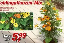 Posten Börse Schlingpflanzen-Mix Angebot
