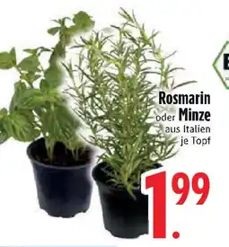 Edeka Rosmarin oder Minze Angebot