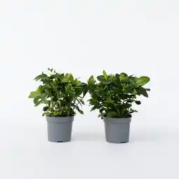 Netto Marken-Discount Plant in a Box - Gardenien - 2 Stk - Gardenia jasminoides - Höhe 20-30cm - Topf 13cm Angebot
