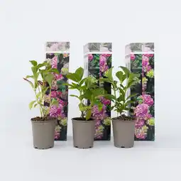 Netto Marken-Discount Plant in a Box - Hortensie - 6 Stk - Hydrangea macrophylla 'Early Pink' - Höhe 25-40cm - Topf 9cm Angebot