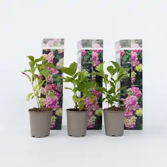 Netto Marken-Discount Plant in a Box - Hortensie - 6 Stk - Hydrangea macrophylla 'Early Pink' - Höhe 25-40cm - Topf 9cm Angebot