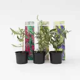 Netto Marken-Discount Plant in a Box - Schmetterlingsfliedern - 6 Stk - Buddleja davidii - Höhe 25-40cm - Topf 9cm Angebot