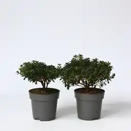 Netto Marken-Discount Plant in a Box - Azalee - 2 Stk - Rhododendron azalea 'Anouk' - Höhe 25-40cm - Topf 17cm Angebot