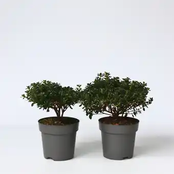 Netto Marken-Discount Plant in a Box - Azalee - 2 Stk - Rhododendron azalea 'Anouk' - Höhe 25-40cm - Topf 17cm Angebot