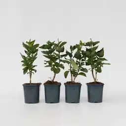 Netto Marken-Discount Plant in a Box - Flieder - 4er Set - Syringa vulgaris Michel Buchner - Höhe 25-40cm - Topf 17cm Angebot