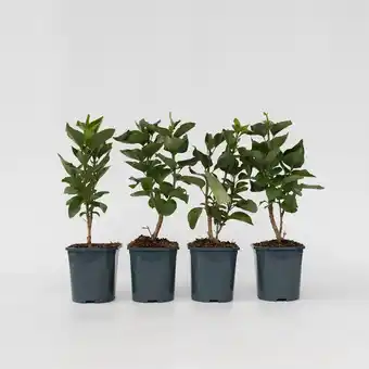 Netto Marken-Discount Plant in a Box - Flieder - 4er Set - Syringa vulgaris Michel Buchner - Höhe 25-40cm - Topf 17cm Angebot