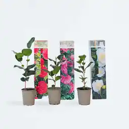 Netto Marken-Discount Plant in a Box - Japanische Rose - 3 Stk - Camellia japonica - Höhe 25-40cm - Topf 9cm Angebot