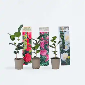 Netto Marken-Discount Plant in a Box - Japanische Rose - 3 Stk - Camellia japonica - Höhe 25-40cm - Topf 9cm Angebot