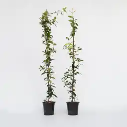 Netto Marken-Discount Plant in a Box - Sternjasmin - 2 Stk - Trachelospermum jasminoides - Höhe 110-120cm - Topf 17cm Angebot