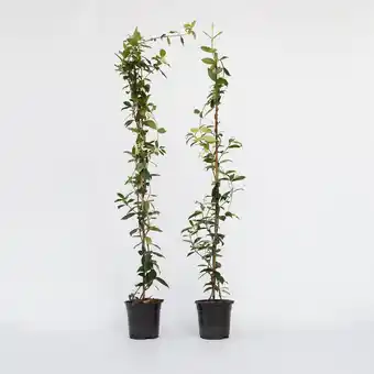 Netto Marken-Discount Plant in a Box - Sternjasmin - 2 Stk - Trachelospermum jasminoides - Höhe 110-120cm - Topf 17cm Angebot