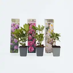 Netto Marken-Discount Plant in a Box - Rhododendren - 6 Stk - Rhododendron catawbiense - Höhe 25-40cm - Topf 9cm Angebot