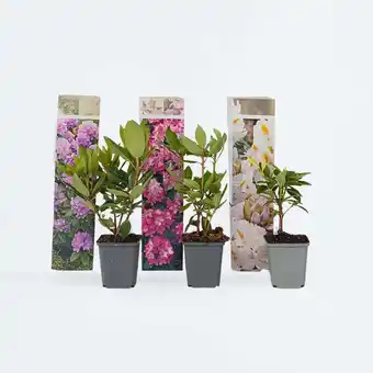 Netto Marken-Discount Plant in a Box - Rhododendren - 6 Stk - Rhododendron catawbiense - Höhe 25-40cm - Topf 9cm Angebot