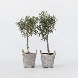 Netto Marken-Discount Plant in a Box - Olivenbaum - 2 Stk - Olea europaea - Höhe 50-60cm - Topf 14cm Angebot