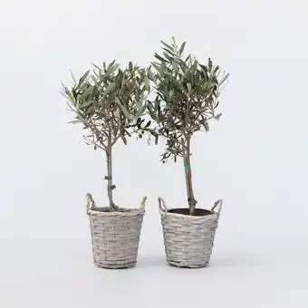 Netto Marken-Discount Plant in a Box - Olivenbaum - 2 Stk - Olea europaea - Höhe 50-60cm - Topf 14cm Angebot