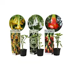 Netto Marken-Discount Plant in a Box - Engelstrompete - 3 Stk - Brugmansia - Höhe 25-40cm - Topf 9cm Angebot