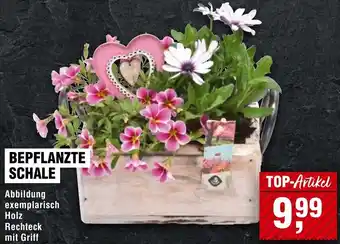 Handelshof Bepflanzte schale Angebot
