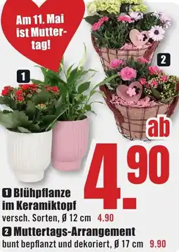 B1 Discount Baumarkt Blühpflanze im Keramiktopf Angebot