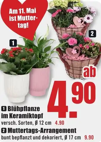 B1 Discount Baumarkt Blühpflanze im Keramiktopf Angebot